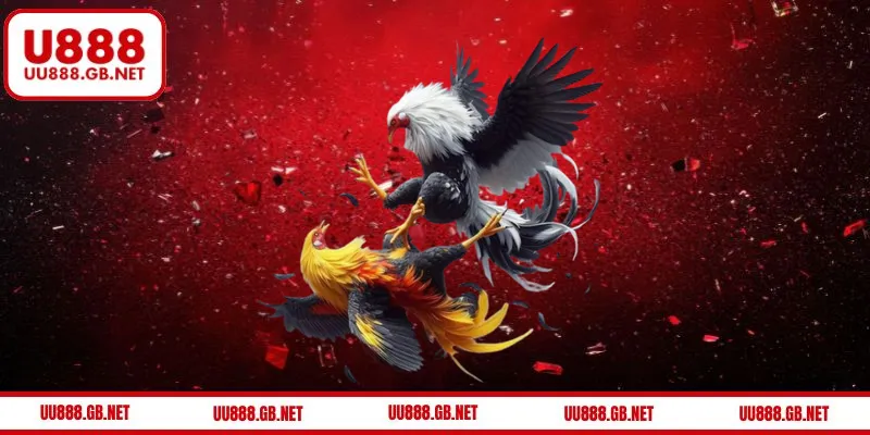 Cách tham gia đá gà U888 dễ hiểu cho người mới